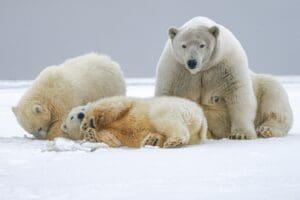 Polar Bears